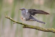 Kuckuck, Cuculus canorus, Cuculidae, Cuculiformes, Cuculus, Wirtsvoegel, Wirtsvogel, Tecihrohrsaenger, Kuckuckskind, Kuckucksei, fehlende Brutpflege, Rohrsaenger, Langstreckenzieher, parasitierte Gelege, Aufgabe, Brutparasitismus, Parasitierungsgrad, Richter-Naturfoto, Sperberung, Jungkuckuck, Kuckuck Kuckuck rufts aus dem Wald, Teichrohrsänger fuettert Kuckuck, Jungkuckuck, Kuckuck 1 Woche nach dem Ausflug 
