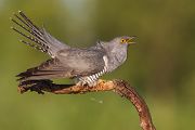 Kuckuck, Cuculus canorus, Cuculidae, Cuculiformes, Cuculus, Wirtsvoegel, Wirtsvogel, Tecihrohrsaenger, Kuckuckskind, Kuckucksei, fehlende Brutpflege, Rohrsaenger, Langstreckenzieher, parasitierte Gelege, Aufgabe, Brutparasitismus, Parasitierungsgrad, Richter-Naturfoto, Sperberung, Jungkuckuck, Kuckuck Kuckuck rufts aus dem Wald, Teichrohrsänger fuettert Kuckuck, Jungkuckuck, Kuckuck 1 Woche nach dem Ausflug 
