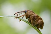 Eichelbohrer - Curculio glandium