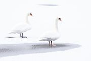 Hoeckerschwan - Cygnus olor