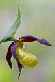 Gelber Frauenschuh - Cypripedium calceolus
