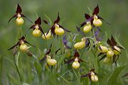 Gelber Frauenschuh - Cypripedium calceolus