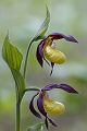 Gelber Frauenschuh - Cypripedium calceolus