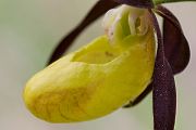 Gelber Frauenschuh - Cypripedium calceolus