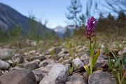 Geflecktes Knabenkraut - Dactylorhiza maculata Orchis Orchideen Alpen Lechtal