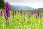 Breitblättriges Knabenkraut - Dactylorhiza majalis Orchis Orchideen Alpen 