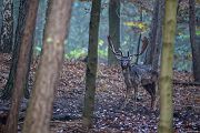 Damwild, Damhirsch - Dama dama,  Cervinae, Wiederkaeuer, Cervidae,  Echte Hirsche, Damwildbrunft, Brunft, Schaufler, Spießer, Knipser, Ruminantia, Damkuh