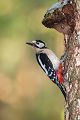 Buntspecht - Dendrocopos major, Specht, Spechte, Muldental, Sachsen, Grimma, Maennchen, Buntspecht fuettert, Buntspechtweibchen, Junge Buntspechte, Buntspecht an der Brutroehre, Echte Spechte
