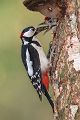 Buntspecht - Dendrocopos major, Specht, Spechte, Muldental, Sachsen, Grimma, Maennchen, Buntspecht fuettert, Buntspechtweibchen, Junge Buntspechte, Buntspecht an der Brutroehre, Echte Spechte
