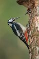 Buntspecht - Dendrocopos major, Specht, Spechte, Muldental, Sachsen, Grimma, Maennchen, Buntspecht fuettert, Buntspechtweibchen, Junge Buntspechte, Buntspecht an der Brutroehre, Echte Spechte