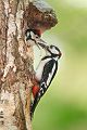Buntspecht - Dendrocopos major, Specht, Spechte, Muldental, Sachsen, Grimma, Maennchen, Buntspecht fuettert, Buntspechtweibchen, Junge Buntspechte, Buntspecht an der Brutroehre, Echte Spechte