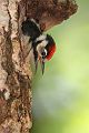 Buntspecht - Dendrocopos major, Specht, Spechte, Muldental, Sachsen, Grimma, Maennchen, Buntspecht fuettert, Buntspechtweibchen, Junge Buntspechte, Buntspecht an der Brutroehre, Echte Spechte