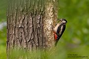 Buntspecht - Dendrocopos major, Specht, Spechte, Muldental, Sachsen, Grimma, Maennchen, Buntspecht fuettert, Buntspechtweibchen, Junge Buntspechte, Buntspecht an der Brutroehre, Echte Spechte
