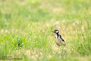 Buntspecht - Dendrocopos major, Specht, Spechte, Muldental, Sachsen, Grimma, Maennchen, Buntspecht fuettert, Buntspechtweibchen, Junge Buntspechte, Buntspecht an der Brutroehre, Echte Spechte