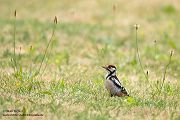 Buntspecht - Dendrocopos major, Specht, Spechte, Muldental, Sachsen, Grimma, Maennchen, Buntspecht fuettert, Buntspechtweibchen, Junge Buntspechte, Buntspecht an der Brutroehre, Echte Spechte