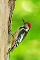 Mittelspecht - Leiopicus medius, Dendrocopos medius - Muldental Sachsen, Jungvogel, Fütterung, Spechthoehle