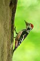 Mittelspecht - Leiopicus medius, Dendrocopos medius - Muldental Sachsen, Jungvogel, Fütterung, Spechthoehle