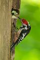 Mittelspecht - Leiopicus medius, Dendrocopos medius - Muldental Sachsen, Jungvogel, Fütterung, Spechthoehle