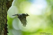 Kleinspecht - Dendrocopos minor Maennchen Spechte in Sachsen Sachsen Auwald