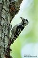 Kleinspecht - Dendrocopos minor Maennchen Spechte in Sachsen Sachsen Auwald
