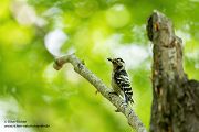 Kleinspecht - Dendrocopos minor Maennchen Spechte in Sachsen Sachsen Auwald
