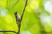 Kleinspecht - Dendrocopos minor Maennchen Spechte in Sachsen Sachsen Auwald