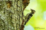 Kleinspecht - Dendrocopos minor Maennchen Spechte in Sachsen Sachsen Auwald