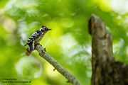 Kleinspecht - Dendrocopos minor Maennchen Spechte in Sachsen Sachsen Auwald