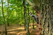 Kleinspecht - Dendrocopos minor Maennchen Spechte in Sachsen Sachsen Auwald