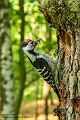 Kleinspecht - Dendrocopos minor Maennchen Spechte in Sachsen Sachsen Auwald