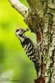 Kleinspecht - Dendrocopos minor Maennchen Spechte in Sachsen Sachsen Auwald