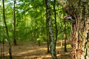 Kleinspecht - Dendrocopos minor Maennchen Spechte in Sachsen Sachsen Auwald