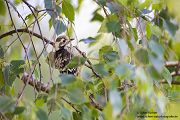 Kleinspecht - Dendrocopos minor Maennchen Spechte in Sachsen Sachsen Auwald