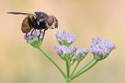 Raupenfliege - Diptera