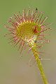 Rundblaettriger Sonnentau - Drosera rotundifolia