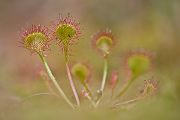 Rundblaettriger Sonnentau - Drosera rotundifolia