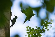 Schwarzspecht, Maennchen, Weibchen, Weibchen füttert Jungvoegel, Maennchen füttert Jungvoegel, Schwarzspechthahn fuettert Jungvoegel, Vogel, Spechte, Dryocopus martius, Echte Spechte, Dryocopus, Jungvogel, Jungvoegel, Schwarzspechthoehle, Rotbuche, Rotbuchen, Muldental, Sachsen, Grimma,Dryocopus martius
