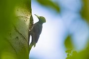 Schwarzspecht, Maennchen, Weibchen, Weibchen füttert Jungvoegel, Maennchen füttert Jungvoegel, Schwarzspechthahn fuettert Jungvoegel, Vogel, Spechte, Dryocopus martius, Echte Spechte, Dryocopus, Jungvogel, Jungvoegel, Schwarzspechthoehle, Rotbuche, Rotbuchen, Muldental, Sachsen, Grimma,Dryocopus martius