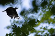 Schwarzspecht, Maennchen, Weibchen, Weibchen füttert Jungvoegel, Maennchen füttert Jungvoegel, Schwarzspechthahn fuettert Jungvoegel, Vogel, Spechte, Dryocopus martius, Echte Spechte, Dryocopus, Jungvogel, Jungvoegel, Schwarzspechthoehle, Rotbuche, Rotbuchen, Muldental, Sachsen, Grimma,Dryocopus martius