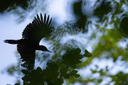 Schwarzspecht, Maennchen, Weibchen, Weibchen füttert Jungvoegel, Maennchen füttert Jungvoegel, Schwarzspechthahn fuettert Jungvoegel, Vogel, Spechte, Dryocopus martius, Echte Spechte, Dryocopus, Jungvogel, Jungvoegel, Schwarzspechthoehle, Rotbuche, Rotbuchen, Muldental, Sachsen, Grimma,Dryocopus martius