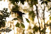 Schwarzspecht, Maennchen, Weibchen, Weibchen füttert Jungvoegel, Maennchen füttert Jungvoegel, Schwarzspechthahn fuettert Jungvoegel, Vogel, Spechte, Dryocopus martius, Echte Spechte, Dryocopus, Jungvogel, Jungvoegel, Schwarzspechthoehle, Rotbuche, Rotbuchen, Muldental, Sachsen, Grimma,Dryocopus martius