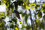 Schwarzspecht, Maennchen, Weibchen, Weibchen füttert Jungvoegel, Maennchen füttert Jungvoegel, Schwarzspechthahn fuettert Jungvoegel, Vogel, Spechte, Dryocopus martius, Echte Spechte, Dryocopus, Jungvogel, Jungvoegel, Schwarzspechthoehle, Rotbuche, Rotbuchen, Muldental, Sachsen, Grimma,Dryocopus martius
