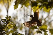 Schwarzspecht, Maennchen, Weibchen, Weibchen füttert Jungvoegel, Maennchen füttert Jungvoegel, Schwarzspechthahn fuettert Jungvoegel, Vogel, Spechte, Dryocopus martius, Echte Spechte, Dryocopus, Jungvogel, Jungvoegel, Schwarzspechthoehle, Rotbuche, Rotbuchen, Muldental, Sachsen, Grimma,Dryocopus martius