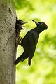 Schwarzspecht, Maennchen, Weibchen, Weibchen füttert Jungvoegel, Maennchen füttert Jungvoegel, Schwarzspechthahn fuettert Jungvoegel, Vogel, Spechte, Dryocopus martius, Echte Spechte, Dryocopus, Jungvogel, Jungvoegel, Schwarzspechthoehle, Rotbuche, Rotbuchen, Muldental, Sachsen, Grimma,Dryocopus martius