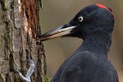 Schwarzspecht - Dryocopus martius -  Weibchen während der Nahrungssuche