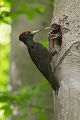 Schwarzspecht, Maennchen, Weibchen, Weibchen füttert Jungvoegel, Maennchen füttert Jungvoegel, Schwarzspechthahn fuettert Jungvoegel, Vogel, Spechte, Dryocopus martius, Echte Spechte, Dryocopus, Jungvogel, Jungvoegel, Schwarzspechthoehle, Rotbuche, Rotbuchen, Muldental, Sachsen, Grimma