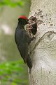 Schwarzspecht, Maennchen, Weibchen, Weibchen füttert Jungvoegel, Maennchen füttert Jungvoegel, Schwarzspechthahn fuettert Jungvoegel, Vogel, Spechte, Dryocopus martius, Echte Spechte, Dryocopus, Jungvogel, Jungvoegel, Schwarzspechthoehle, Rotbuche, Rotbuchen, Muldental, Sachsen, Grimma