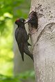 Schwarzspecht, Maennchen, Weibchen, Weibchen füttert Jungvoegel, Maennchen füttert Jungvoegel, Schwarzspechthahn fuettert Jungvoegel, Vogel, Spechte, Dryocopus martius, Echte Spechte, Dryocopus, Jungvogel, Jungvoegel, Schwarzspechthoehle, Rotbuche, Rotbuchen, Muldental, Sachsen, Grimma