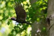 Schwarzspecht, Maennchen, Weibchen, Weibchen füttert Jungvoegel, Maennchen füttert Jungvoegel, Schwarzspechthahn fuettert Jungvoegel, Vogel, Spechte, Dryocopus martius, Echte Spechte, Dryocopus, Jungvogel, Jungvoegel, Schwarzspechthoehle, Rotbuche, Rotbuchen, Muldental, Sachsen, Grimma