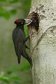 Schwarzspecht, Maennchen, Weibchen, Weibchen füttert Jungvoegel, Maennchen füttert Jungvoegel, Schwarzspechthahn fuettert Jungvoegel, Vogel, Spechte, Dryocopus martius, Echte Spechte, Dryocopus, Jungvogel, Jungvoegel, Schwarzspechthoehle, Rotbuche, Rotbuchen, Muldental, Sachsen, Grimma